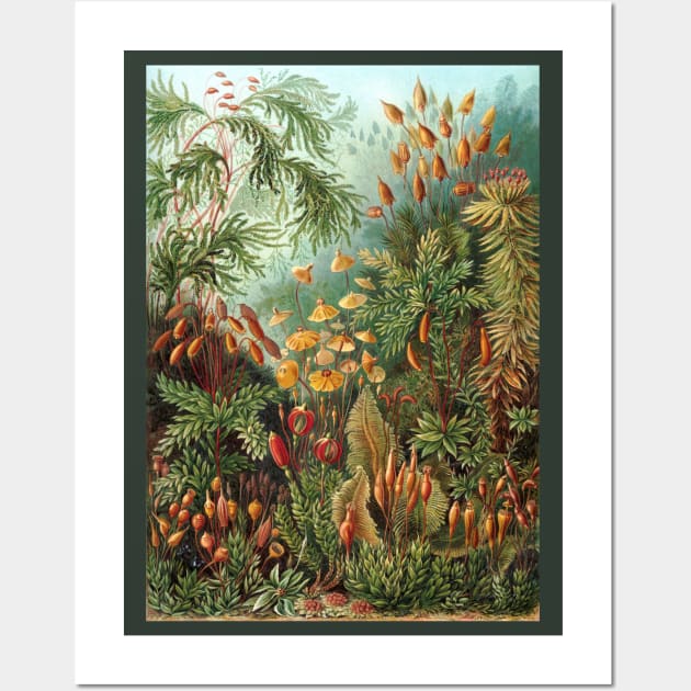 Tropical Moss Muscinae by Ernst Haeckel Wall Art by MasterpieceCafe